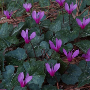 Cyclamen repandum